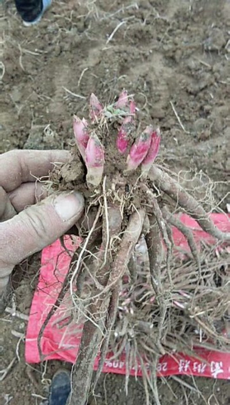 药用赤芍苗，白芍苗，基地直发，保证质量，保成活，现要现挖