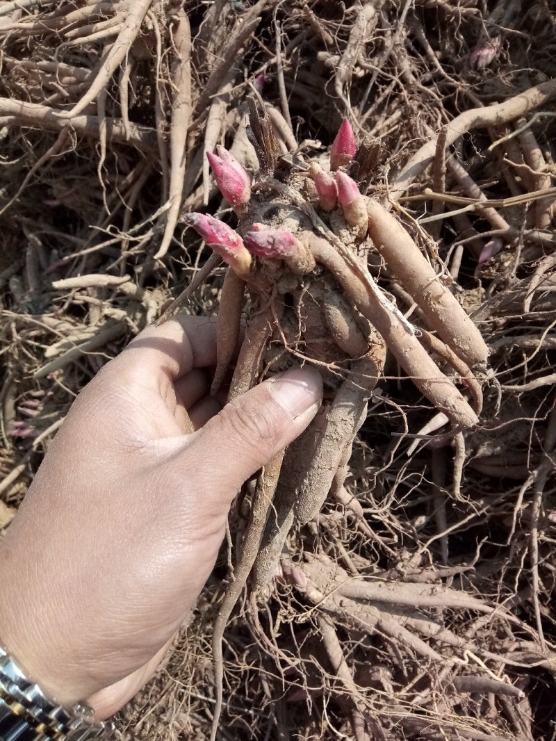 药用赤芍苗，白芍苗，基地直发，保证质量，保成活，现要现挖