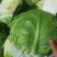 兰州高原夏菜，大量上市，质高价优