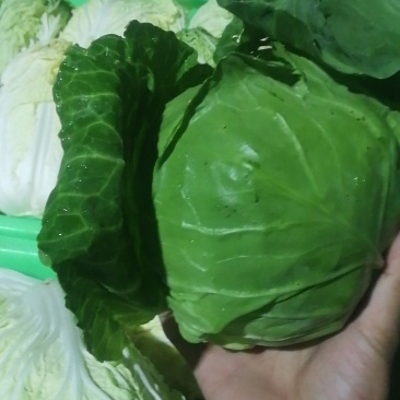 兰州高原夏菜，大量上市，质高价优