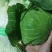 兰州高原夏菜，大量上市，质高价优
