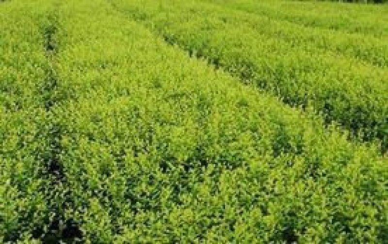 【店长推荐】国槐种子，新种子，发芽率高，无杂质