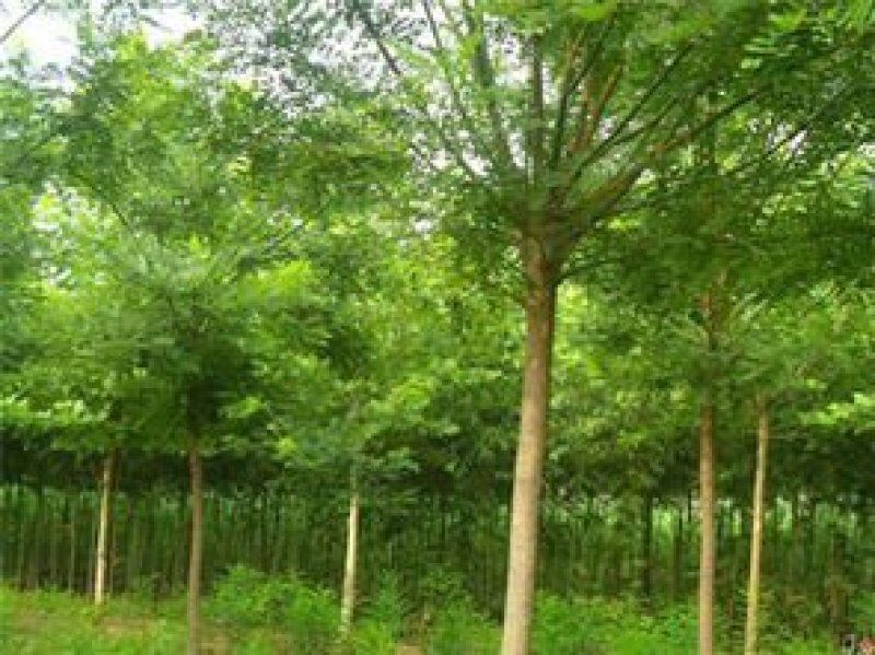 【店长推荐】国槐种子，新种子，发芽率高，无杂质