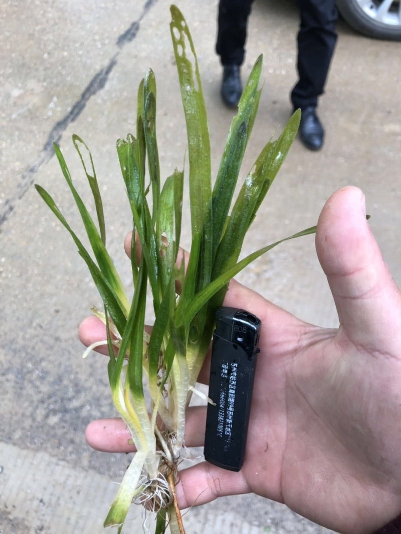 供应矮苦草量大价格优惠，可施工