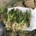 供应矮苦草量大价格优惠，可施工