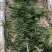 供应矮苦草量大价格优惠，可施工
