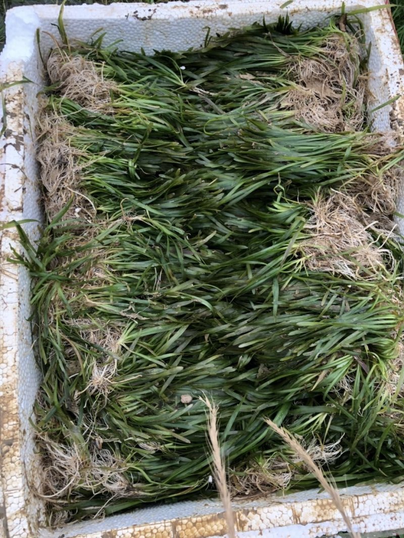 供应矮苦草量大价格优惠，可施工