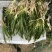 供应矮苦草量大价格优惠，可施工