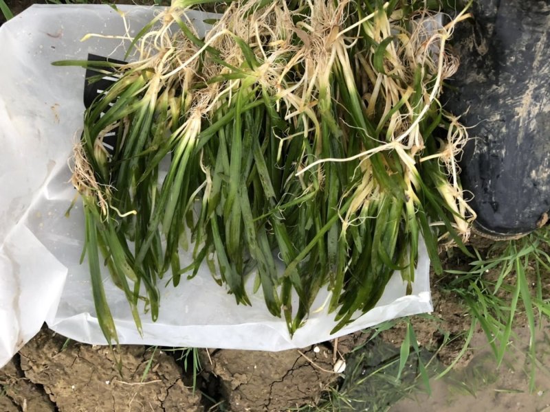 供应矮苦草量大价格优惠，可施工