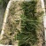 供应矮苦草量大价格优惠，可施工