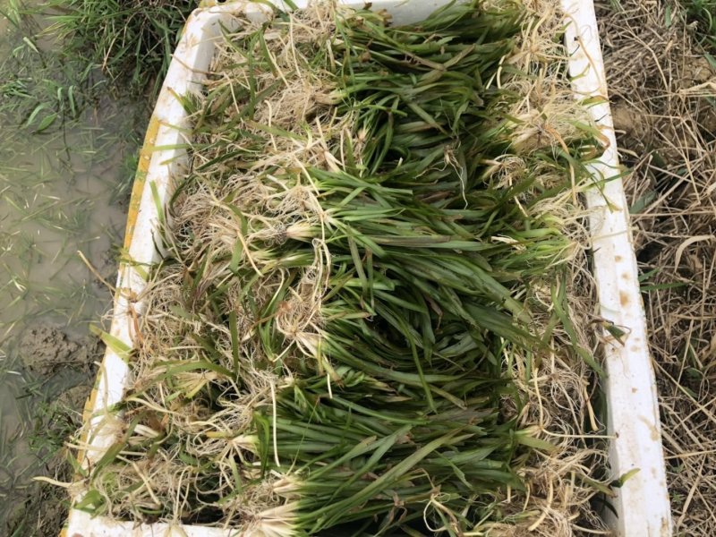 供应矮苦草量大价格优惠，可施工