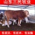 西门塔尔牛犊全国统一价销售货到付款小牛苗