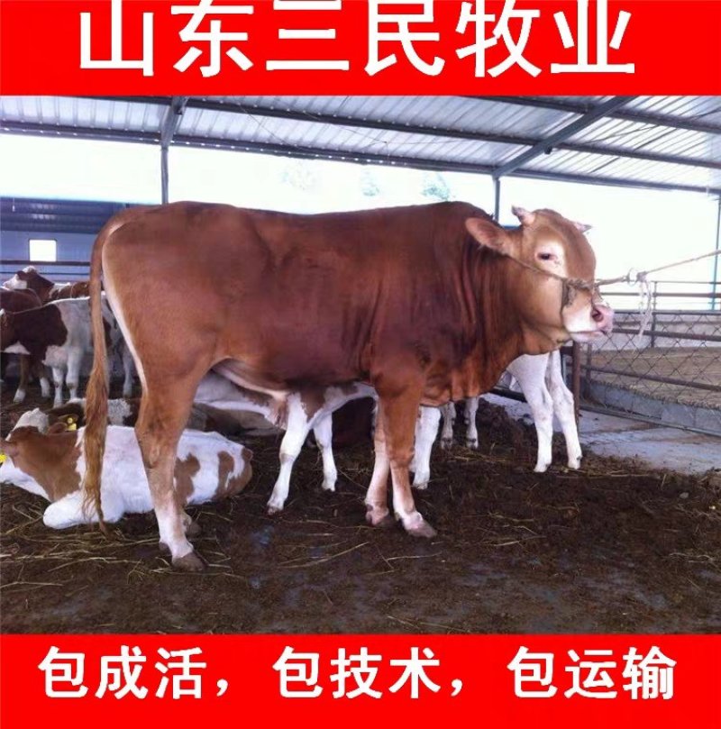西门塔尔牛犊全国统一价销售货到付款小牛苗