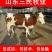 西门塔尔牛犊全国统一价销售货到付款小牛苗