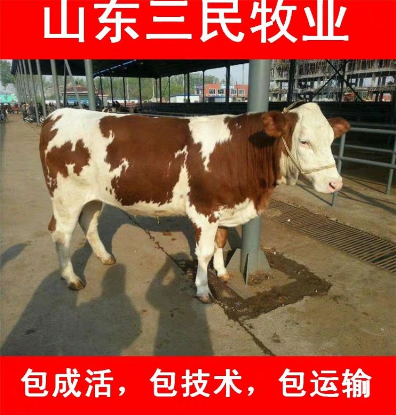 西门塔尔牛犊全国统一价销售货到付款小牛苗