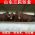 西门塔尔牛犊全国统一价销售货到付款小牛苗