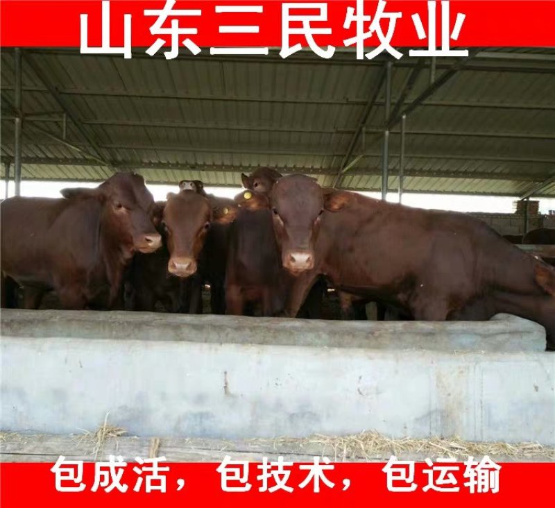 西门塔尔牛犊全国统一价销售货到付款小牛苗