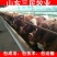 西门塔尔牛犊全国统一价销售货到付款小牛苗