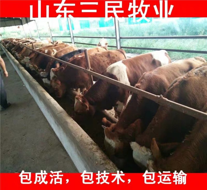 西门塔尔牛犊全国统一价销售货到付款小牛苗