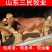 西门塔尔牛犊全国统一价销售货到付款小牛苗