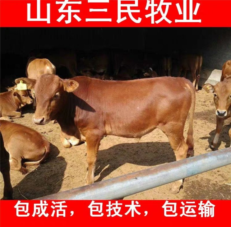 西门塔尔牛犊全国统一价销售货到付款小牛苗