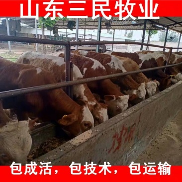 西门塔尔牛犊全国统一价销售货到付款小牛苗
