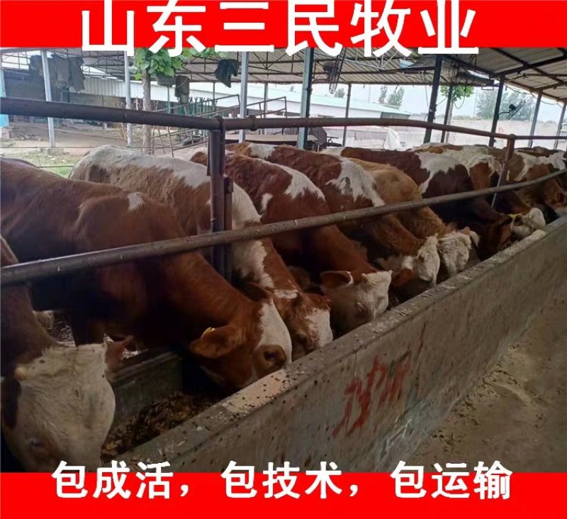 西门塔尔牛犊全国统一价销售货到付款小牛苗