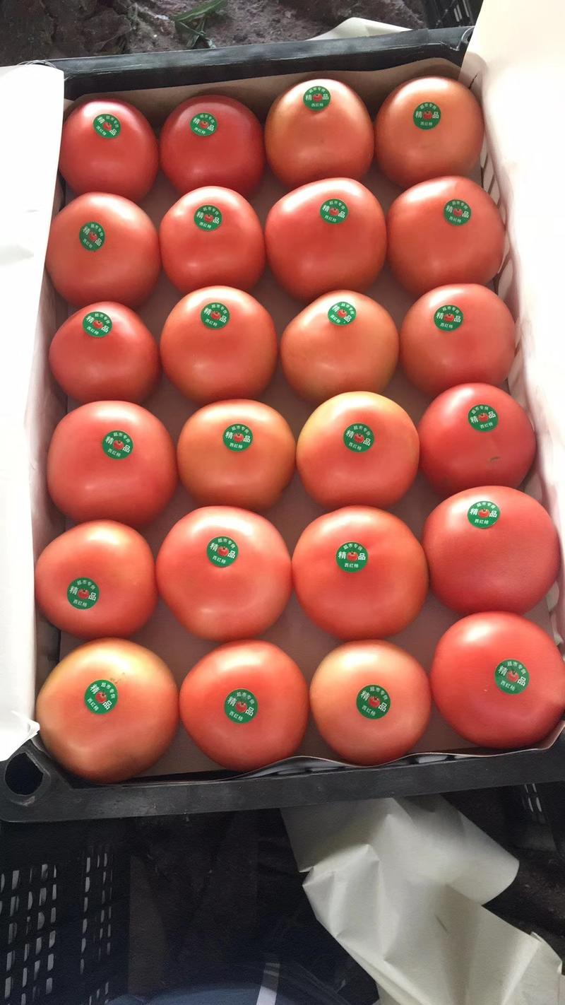 河北冷棚硬粉西红柿大量供应，果形圆，不空果，专业包装团队