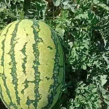 宁夏硒砂瓜大量有货