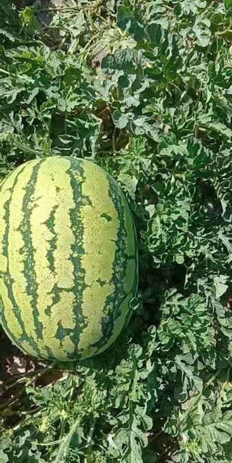 宁夏硒砂瓜大量有货