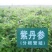 丹参种子新采紫丹参籽发芽率高正品保证
