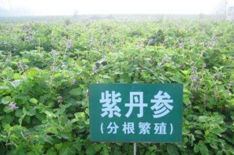 丹参种子新采紫丹参籽发芽率高正品保证