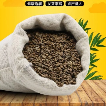 丹参种子新采紫丹参籽发芽率高正品保证
