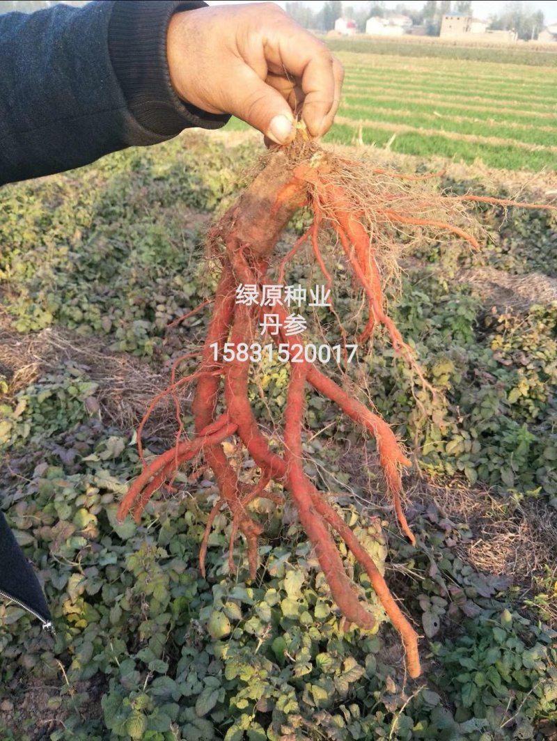 丹参种子新采紫丹参籽发芽率高正品保证