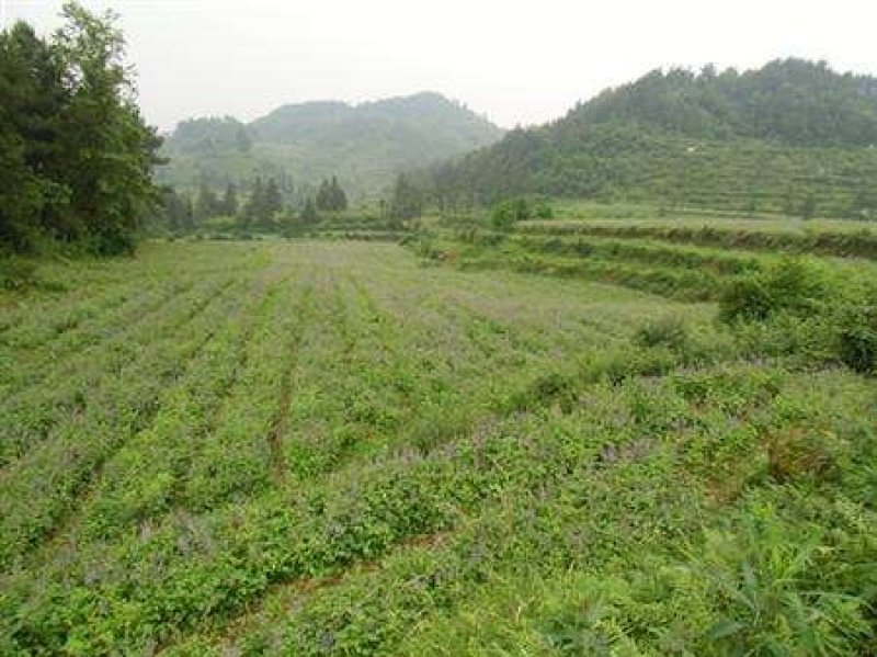 丹参种子新采紫丹参籽发芽率高正品保证