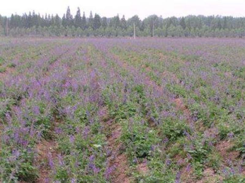 丹参种子新采紫丹参籽发芽率高正品保证