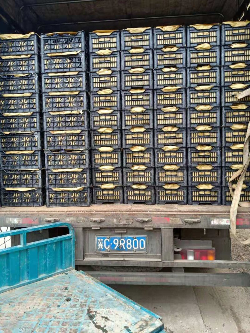 昌黎玫瑰香葡萄品保证信经营欢迎联系接商超市场电商