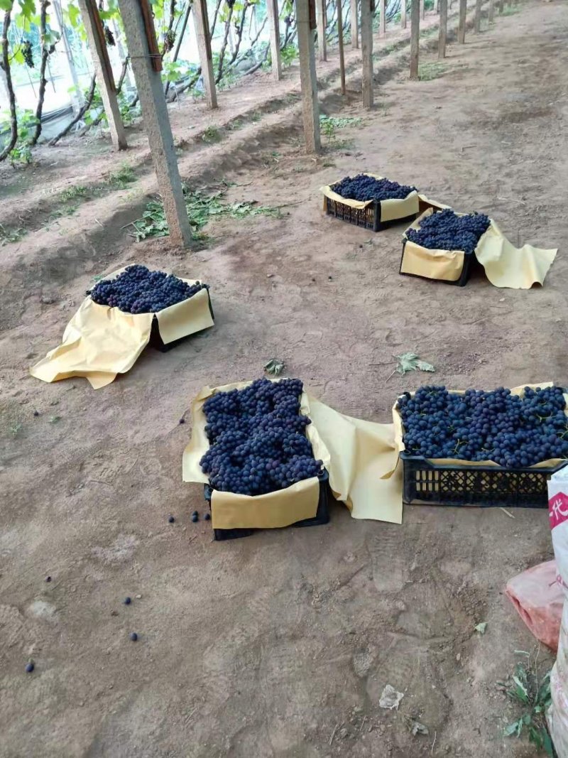 昌黎玫瑰香葡萄品保证信经营欢迎联系接商超市场电商