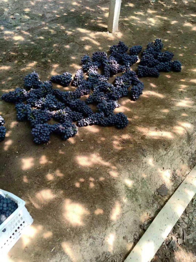 昌黎玫瑰香葡萄品保证信经营欢迎联系接商超市场电商