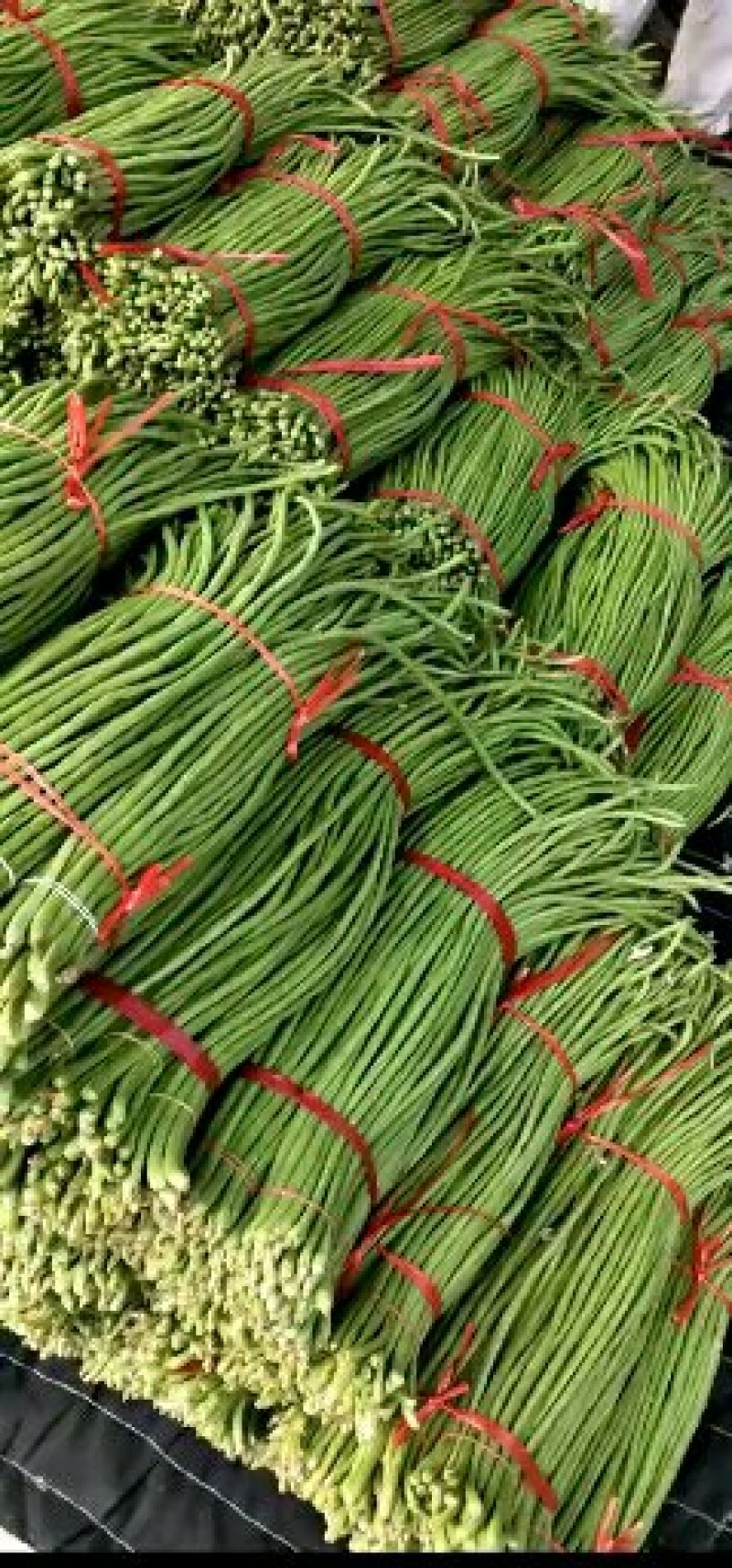 【热销】兰陵县长豆角大量供应，色泽鲜绿，产地直发
