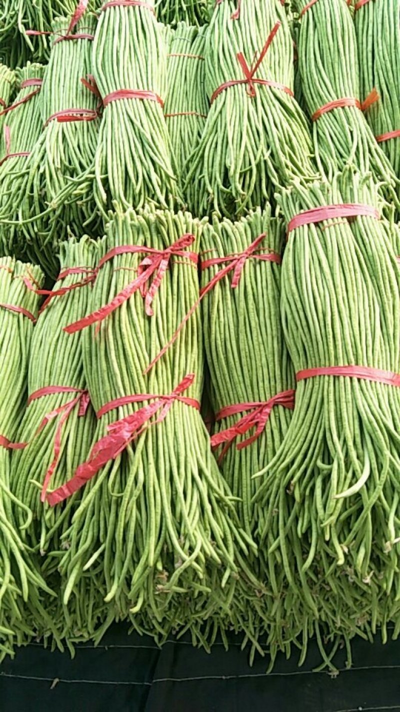 【热销】兰陵县长豆角大量供应，色泽鲜绿，产地直发