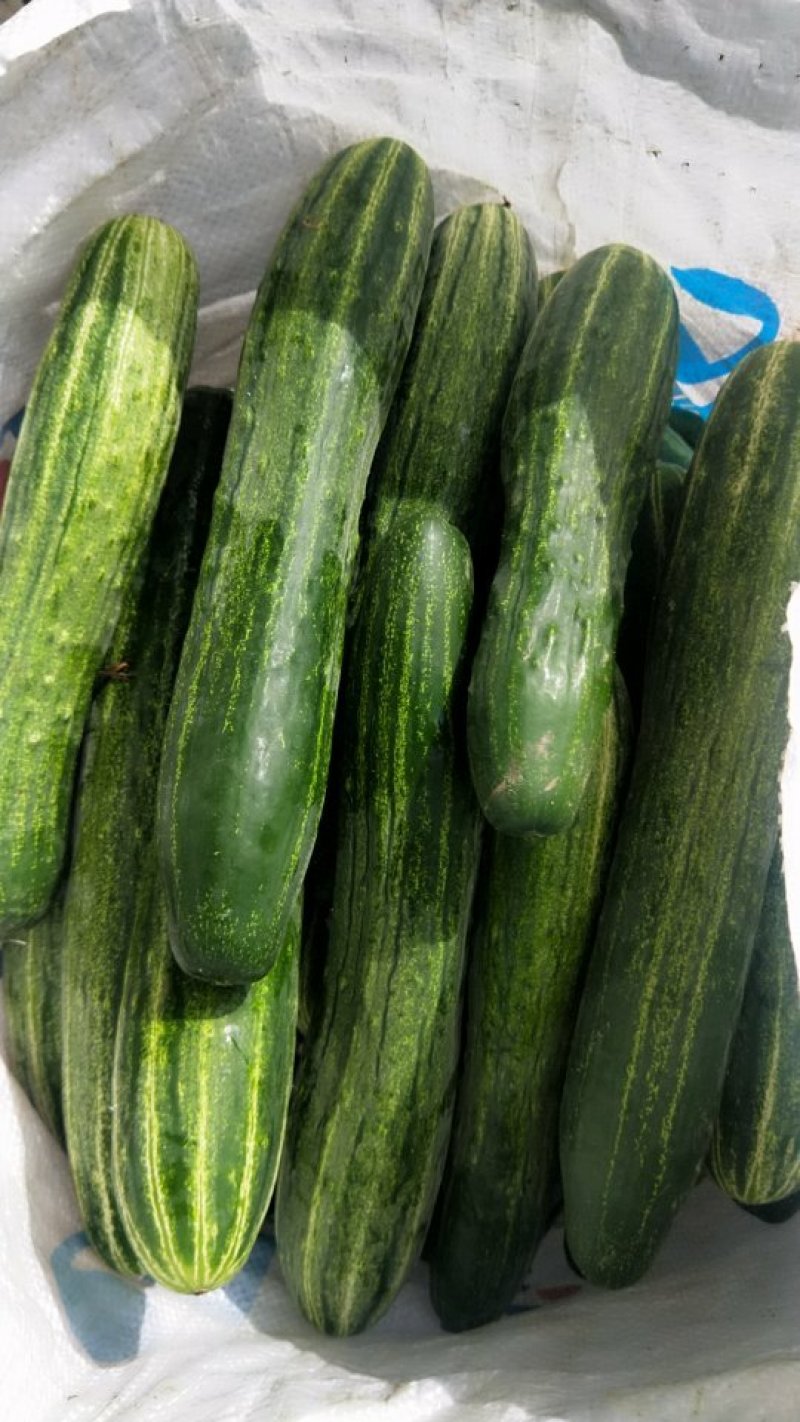 各种蔬菜