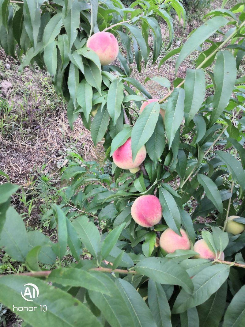 毛桃