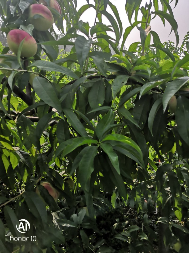 毛桃