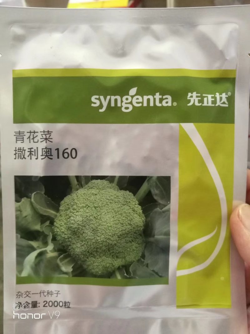 先正达进口西蓝花种子产品质量保证耐抽苔