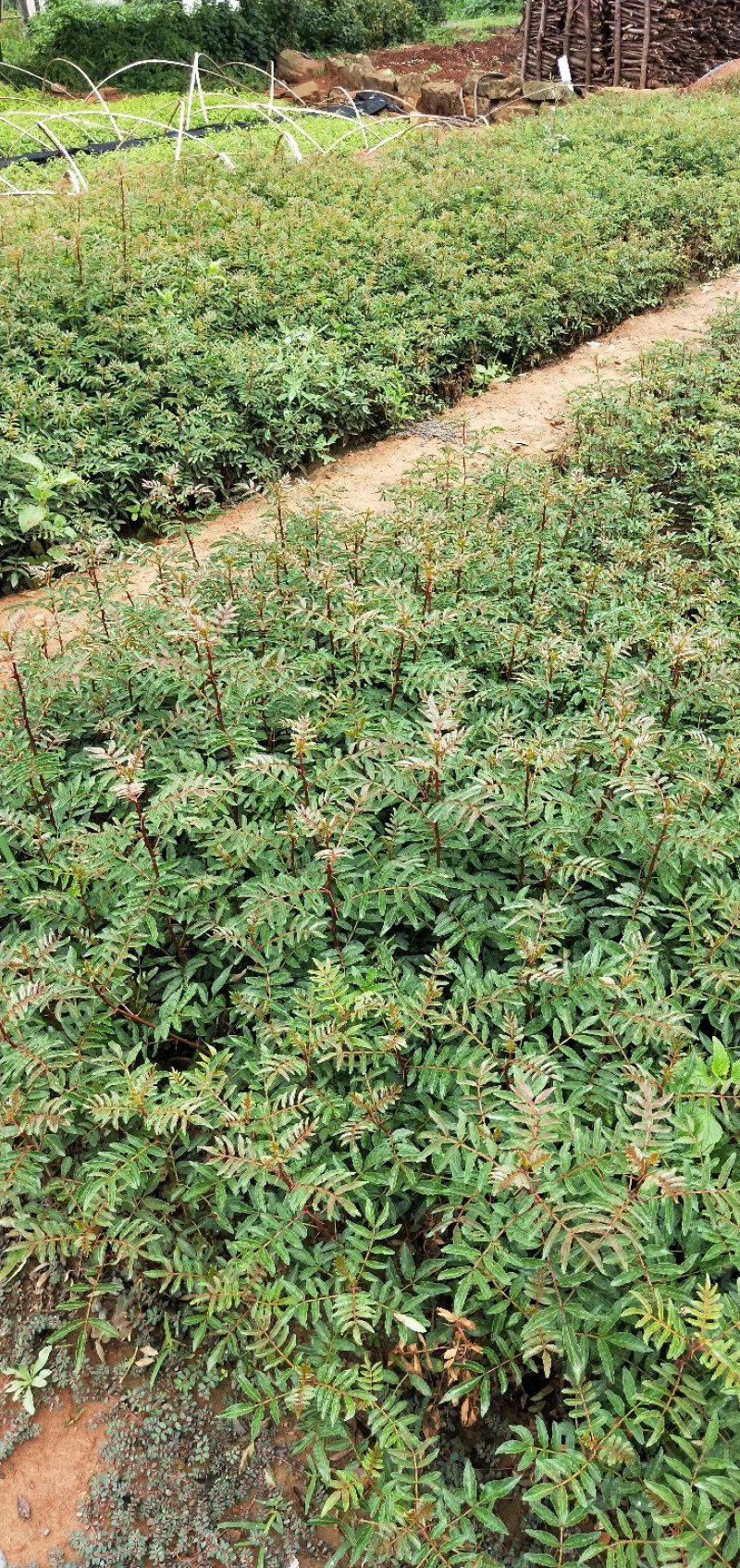 贡椒苗，云南花椒苗，红花椒苗大量现货供应