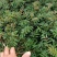 贡椒苗，云南花椒苗，红花椒苗大量现货供应