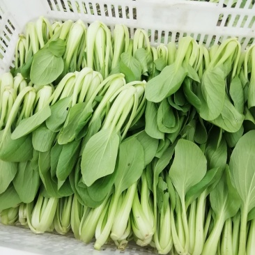 小青菜，杭白菜，米线