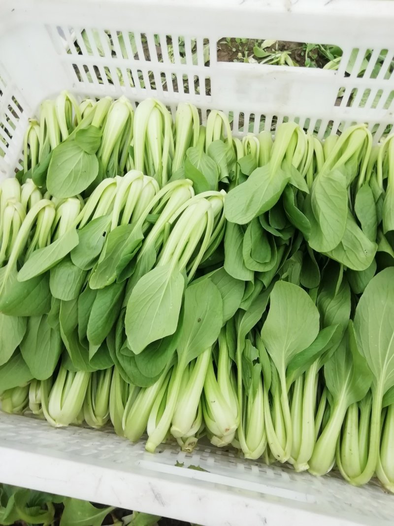小青菜，杭白菜，米线