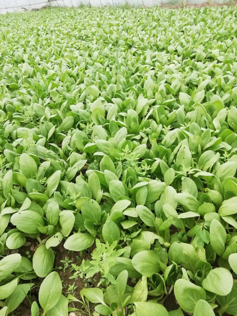 小青菜，杭白菜，米线